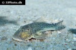 chaetostoma joropo chaetostoma joropo
