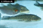 chaetostoma joropo chaetostoma joropo