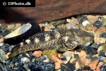 chaetostoma nudirostre chaetostoma nudirostre