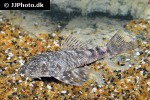 chaetostoma platyrhynchus chaetostoma platyrhynchus
