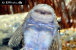 chaetostoma platyrhynchus chaetostoma platyrhynchus