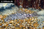 chaetostoma platyrhynchus chaetostoma platyrhynchus