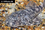 chaetostoma platyrhynchus chaetostoma platyrhynchus