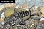 chaetostoma sacramento chaetostoma sacramento