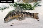 chaetostoma sacramento chaetostoma sacramento