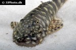 chaetostoma sacramento chaetostoma sacramento