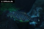 chaetostoma sacramento chaetostoma sacramento