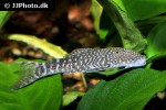 chaetostoma sacramento chaetostoma sacramento