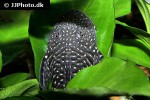 chaetostoma sacramento chaetostoma sacramento