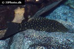 chaetostoma sacramento chaetostoma sacramento