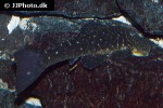 chaetostoma sacramento chaetostoma sacramento