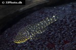 chaetostoma sacramento chaetostoma sacramento