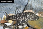 chaetostoma sacramento chaetostoma sacramento