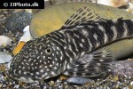 chaetostoma sacramento chaetostoma sacramento