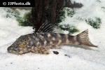 chaetostoma sacramento chaetostoma sacramento