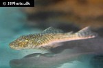 chaetostoma species colombia chaetostoma species colombia
