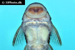 chaetostoma species colombia chaetostoma species colombia
