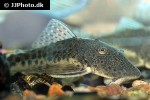 chaetostoma species l445 chaetostoma species l445