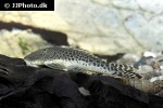 chaetostoma species l445 chaetostoma species l445