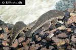 chaetostoma species l445 chaetostoma species l445