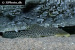 chaetostoma species l445 chaetostoma species l445