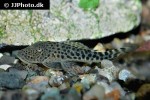 chaetostoma species l445 chaetostoma species l445