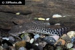 chaetostoma species l445 chaetostoma species l445