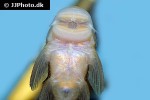 chaetostoma species l445 chaetostoma species l445