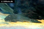 chaetostoma species l445 chaetostoma species l445