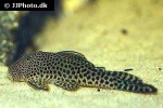 chaetostoma species l445 chaetostoma species l445