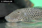 chaetostoma species l445 chaetostoma species l445