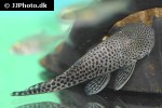 chaetostoma species l445 chaetostoma species l445