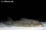 chaetostoma species l445 chaetostoma species l445