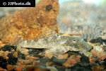 chaetostoma thomsoni chaetostoma thomsoni