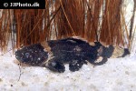 batrochoglanis raninus batrochoglanis raninus