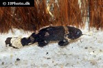 batrochoglanis raninus batrochoglanis raninus