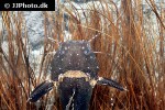 batrochoglanis raninus batrochoglanis raninus
