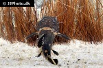batrochoglanis raninus batrochoglanis raninus