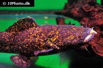 cephalosilurus apurensis cephalosilurus apurensis