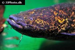 cephalosilurus apurensis cephalosilurus apurensis