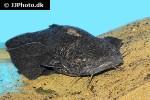 cephalosilurus fowleri cephalosilurus fowleri