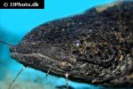 cephalosilurus fowleri cephalosilurus fowleri