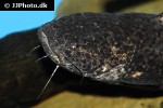 cephalosilurus fowleri cephalosilurus fowleri