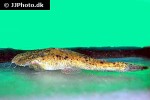 lophiosilurus alexandri lophiosilurus alexandri