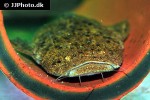 lophiosilurus alexandri lophiosilurus alexandri