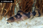 microglanis carlae microglanis carlae