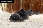 microglanis carlae microglanis carlae
