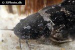 microglanis carlae microglanis carlae