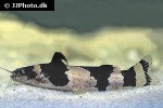 microglanis iheringi microglanis iheringi