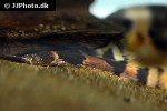 microglanis iheringi microglanis iheringi